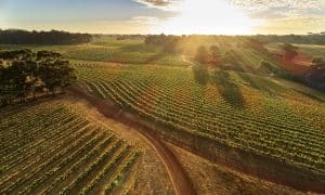 022 20171123 Leeuwin Estate Drone Vineyards At Dawn